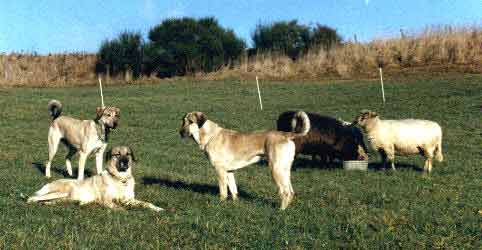 Anatolische Hirtenhunde mit Schafen